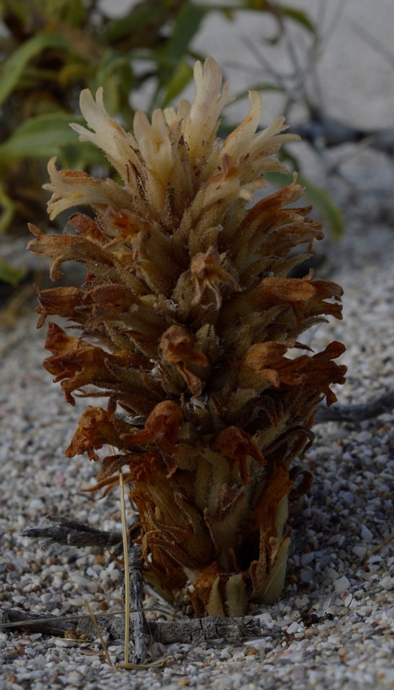 Orobanche chilensis photo 6