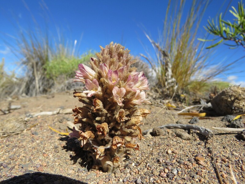 Orobanche chilensis photo 7