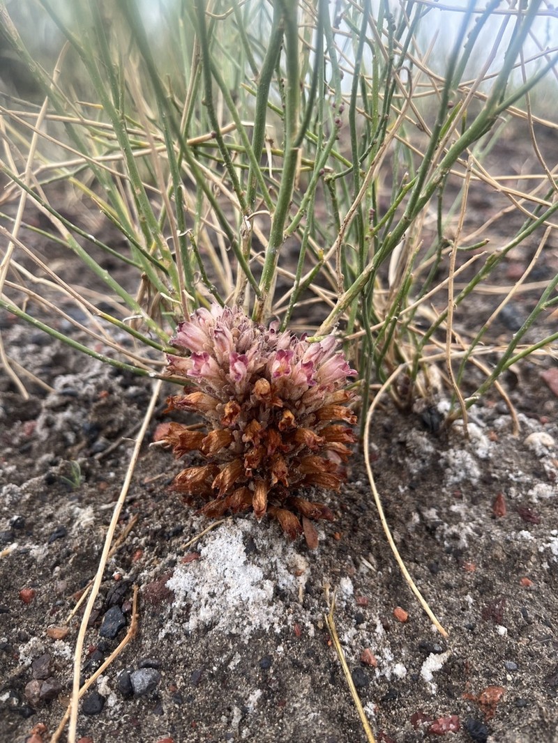 Orobanche chilensis photo 8