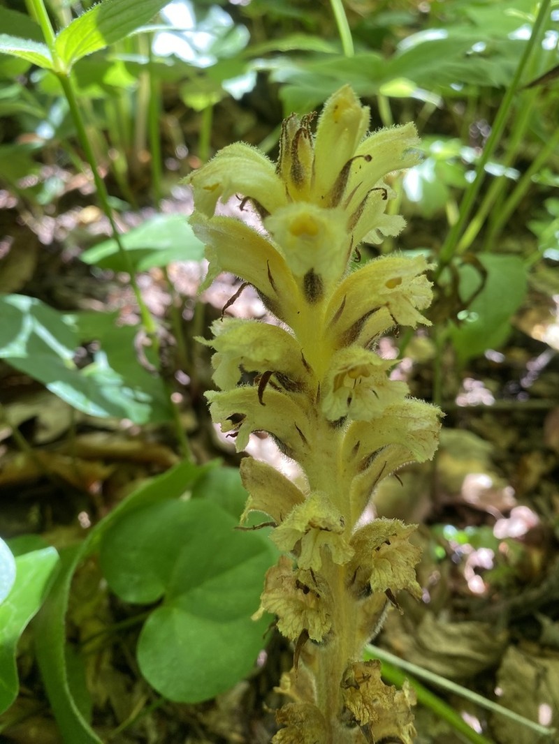 Orobanche cicerbitae photo 2