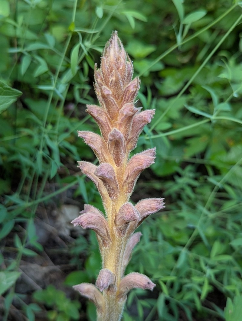 Orobanche cicerbitae photo 3