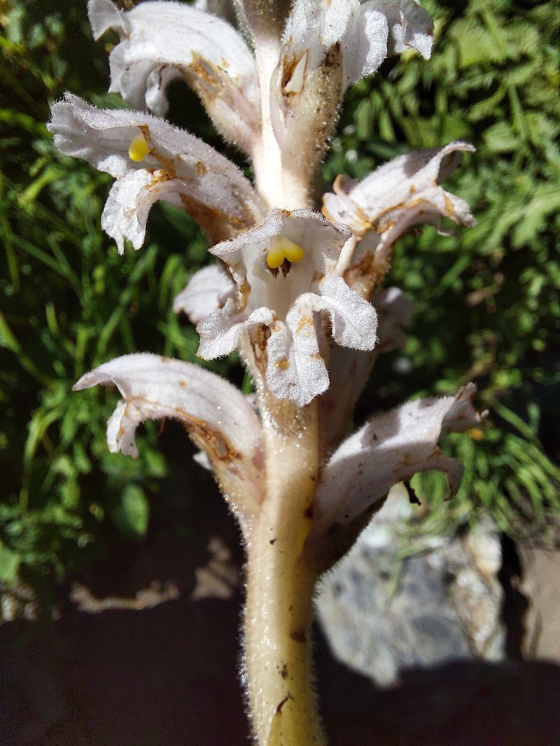 Orobanche cicerbitae photo 5