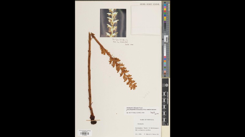 Orobanche clausonis