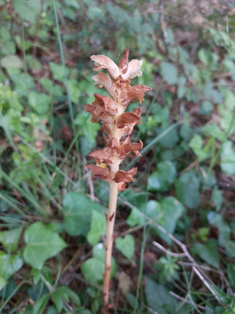 Orobanche clausonis photo 2
