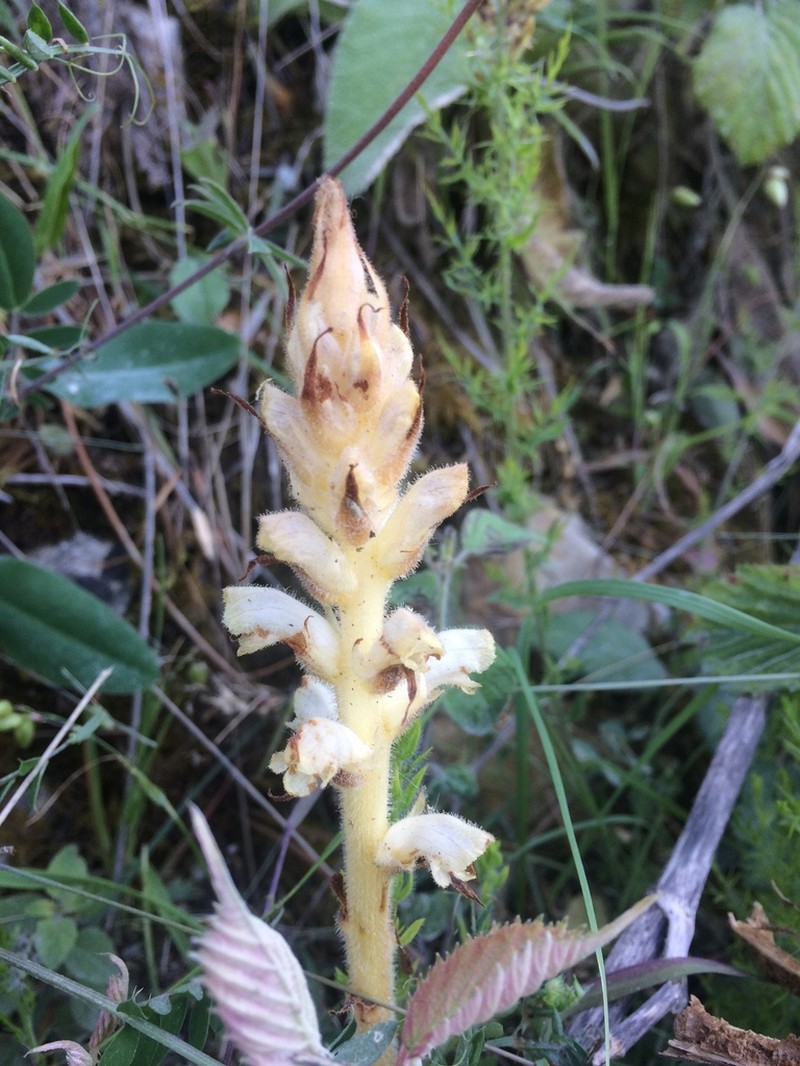 Orobanche clausonis photo 3