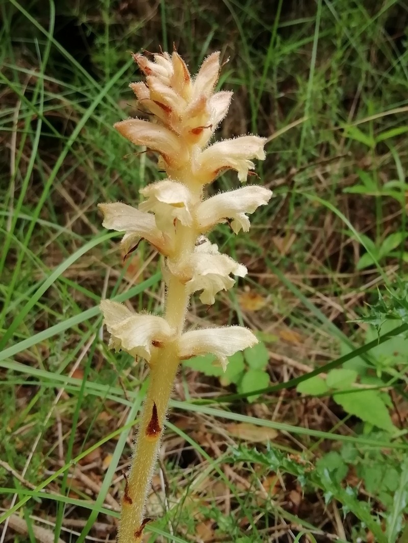 Orobanche clausonis photo 4