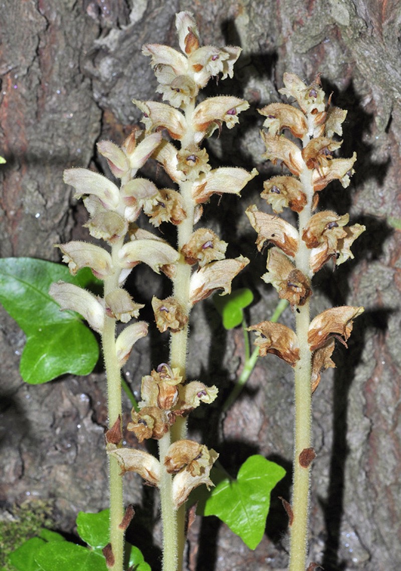 Orobanche clausonis photo 5