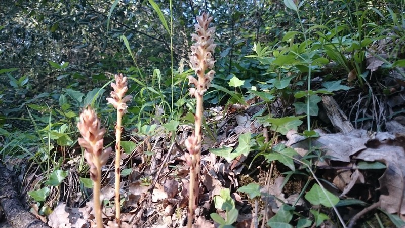 Orobanche clausonis photo 6