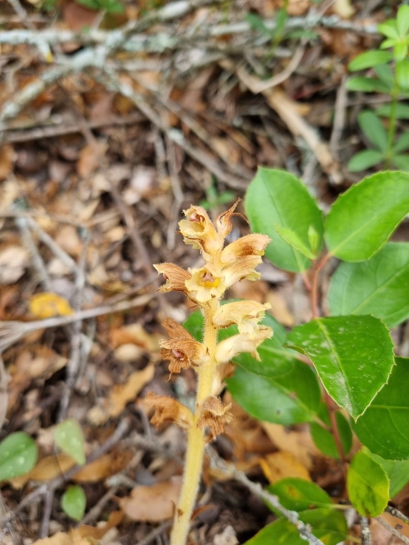 Orobanche clausonis photo 7