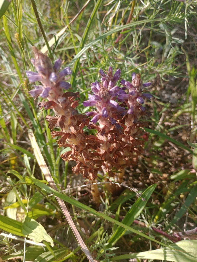 Orobanche coerulescens