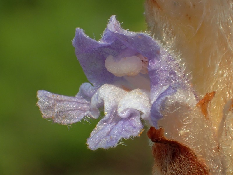 Orobanche coerulescens photo 2