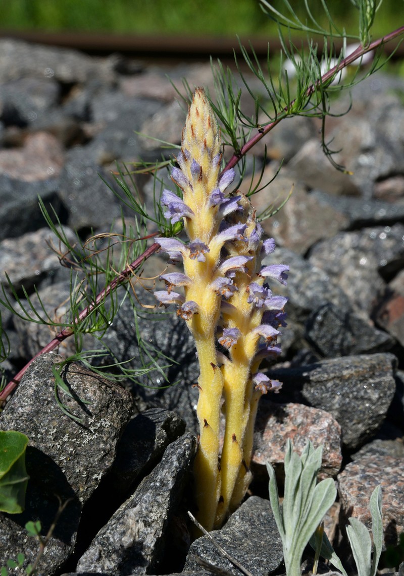 Orobanche coerulescens photo 3