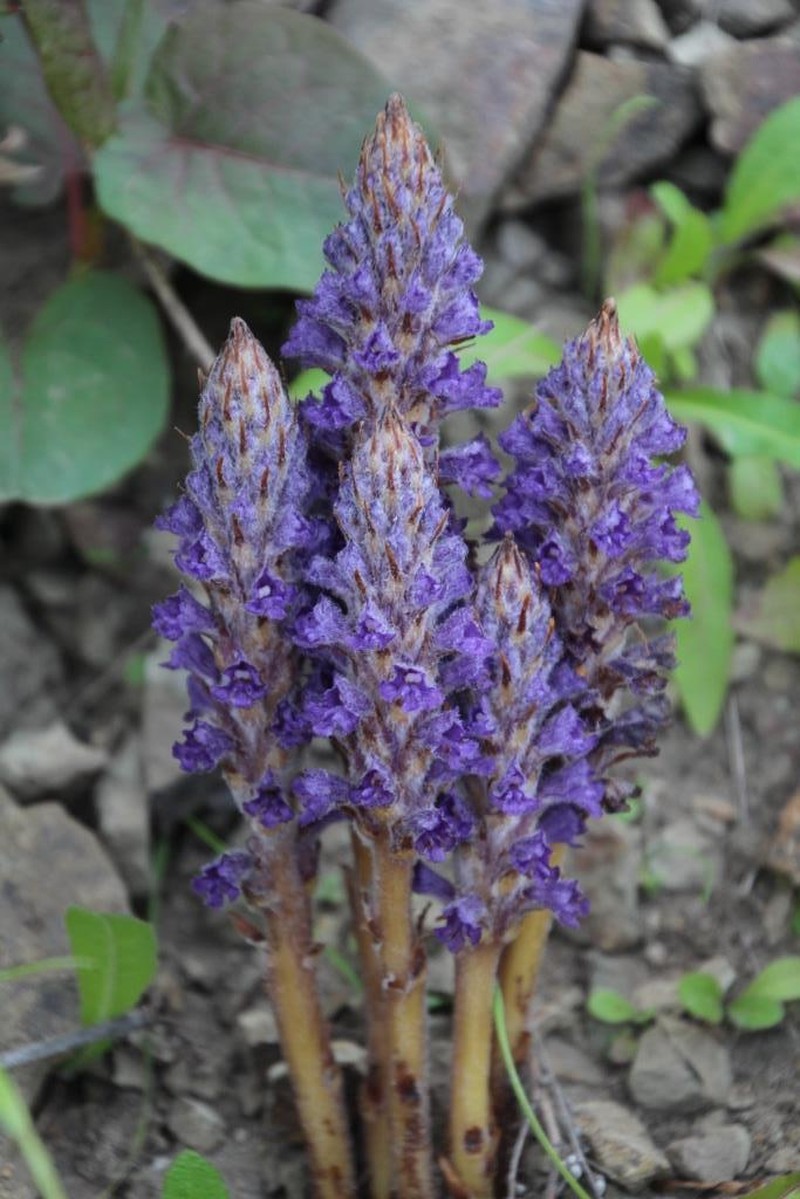 Orobanche coerulescens photo 4