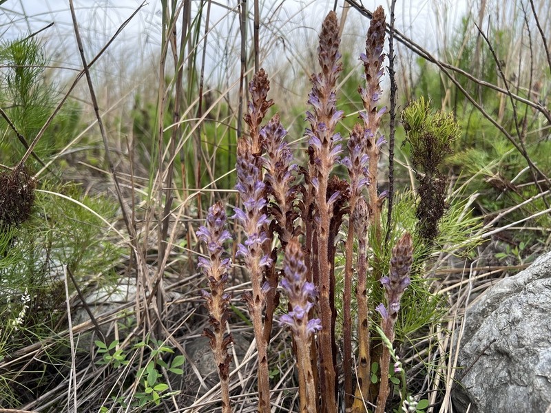 Orobanche coerulescens photo 5