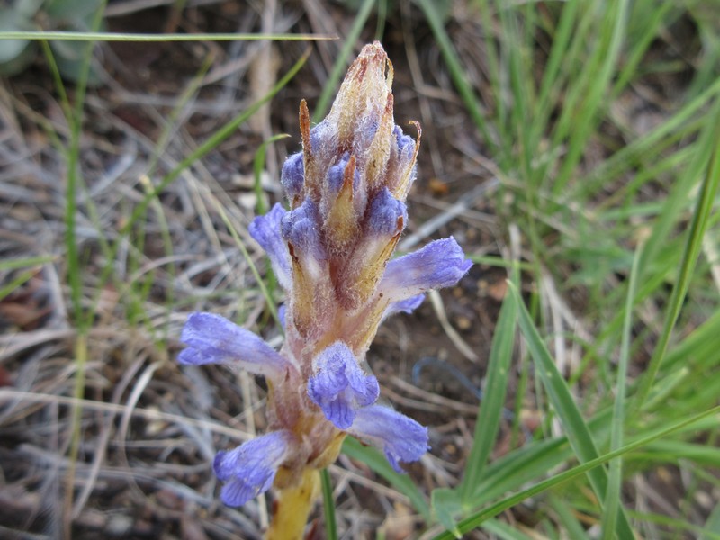 Orobanche coerulescens photo 6