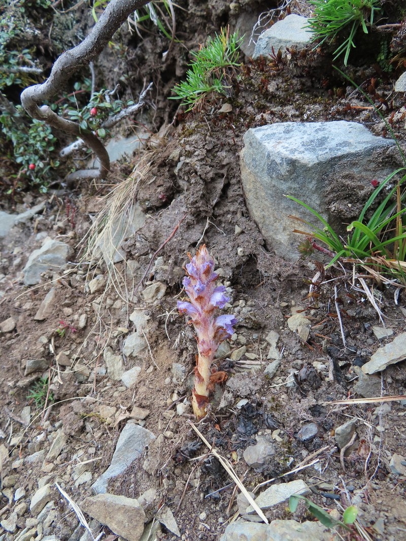 Orobanche coerulescens photo 7