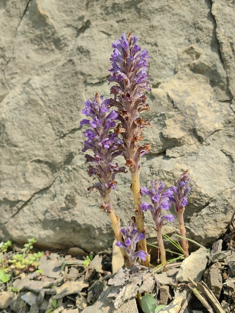Orobanche coerulescens photo 8