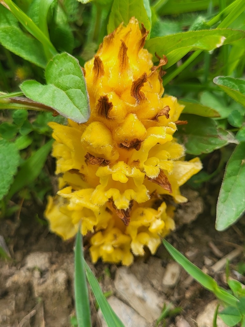 Orobanche colorata photo 2