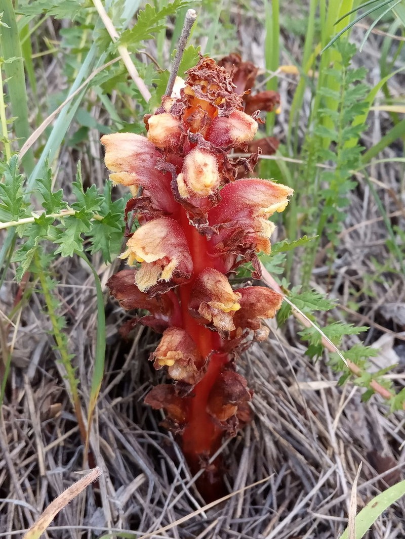 Orobanche colorata photo 3