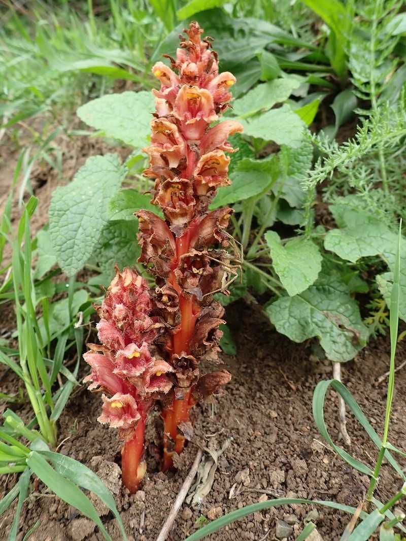 Orobanche colorata photo 4
