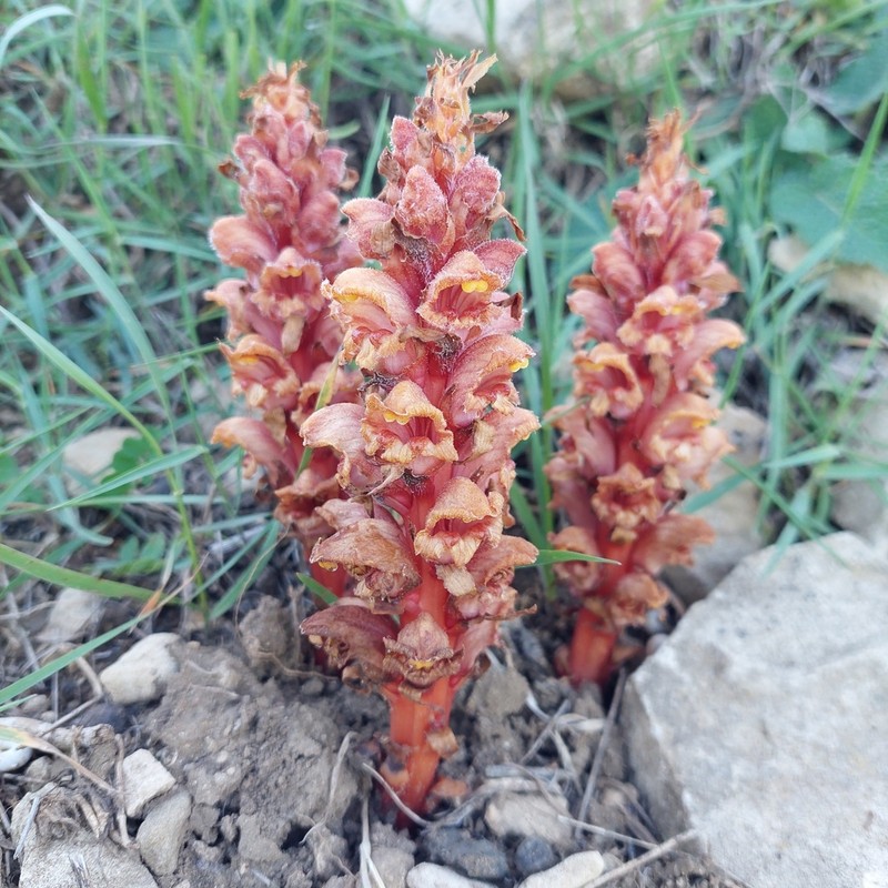 Orobanche colorata photo 5