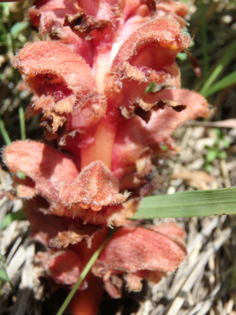 Orobanche colorata photo 6