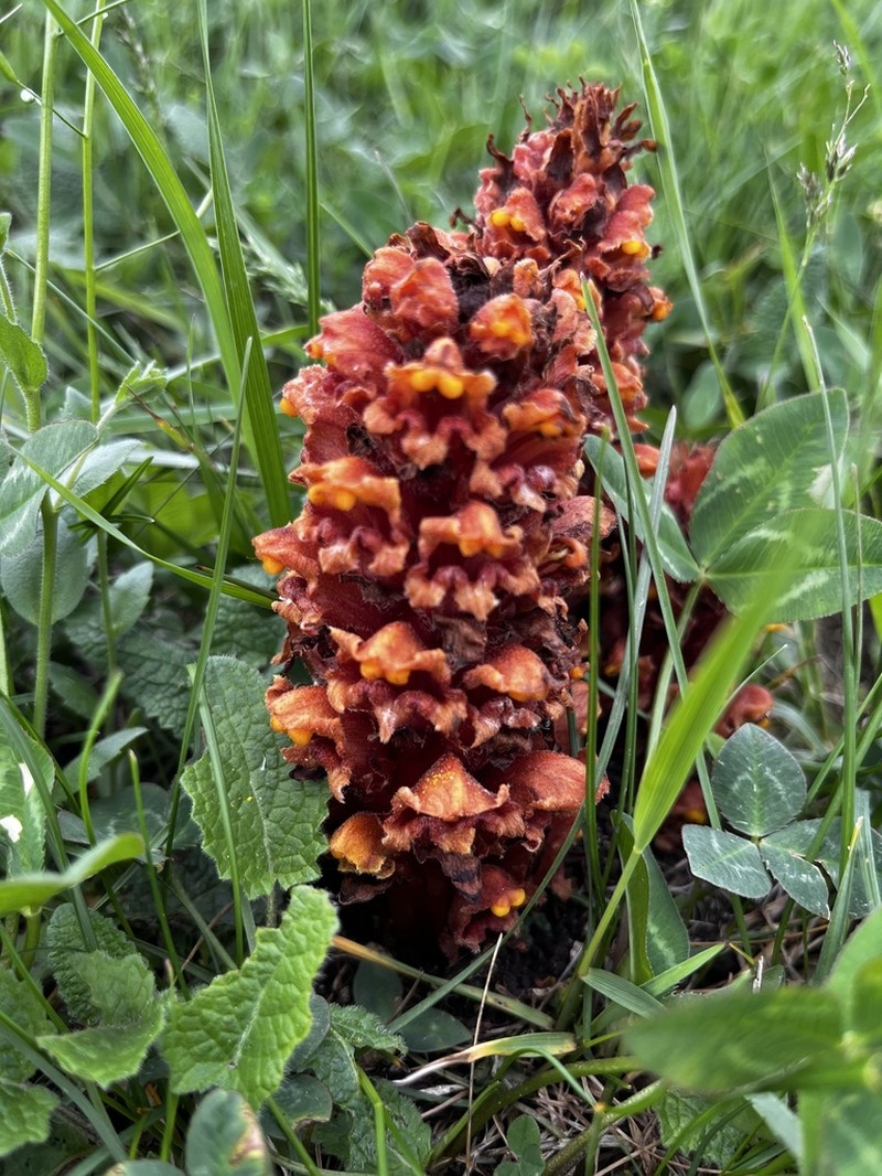 Orobanche colorata photo 7