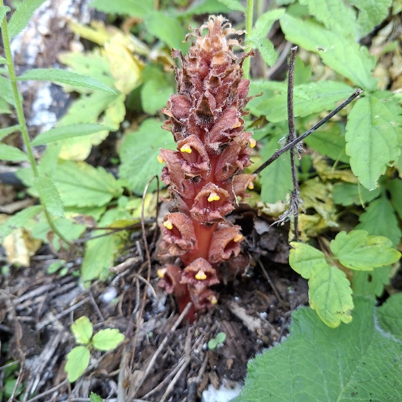 Orobanche colorata photo 8