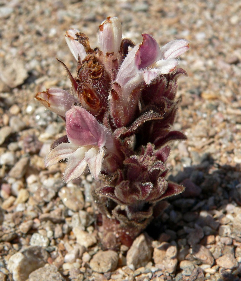 Desert Broomrape photo 2