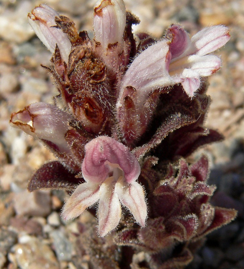 Desert Broomrape photo 3