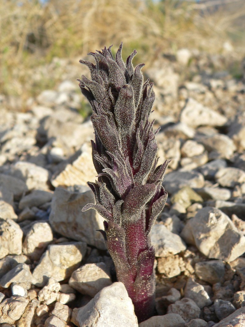 Desert Broomrape
