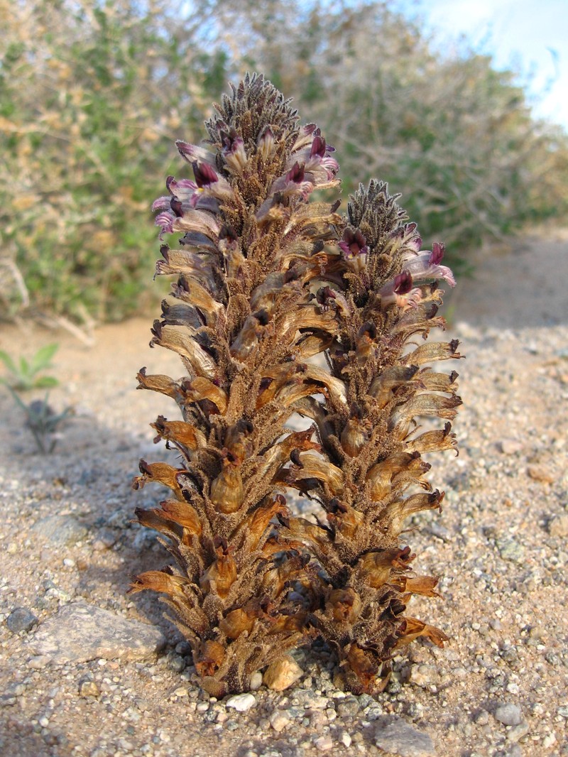 Desert Broomrape photo 4