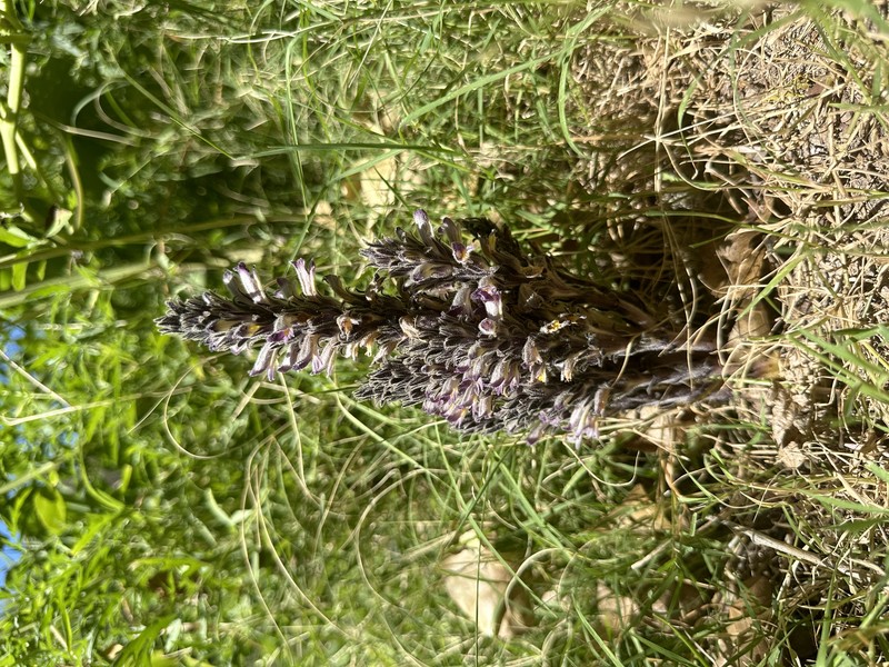 Desert Broomrape photo 5