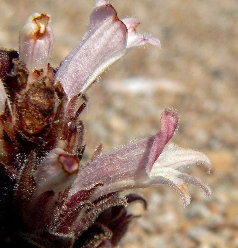 Desert Broomrape photo 6