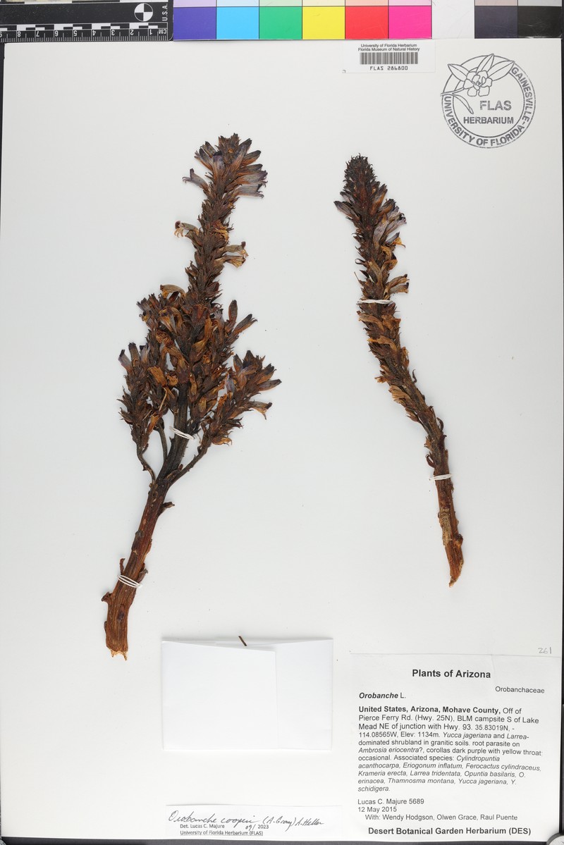 Desert Broomrape photo 3