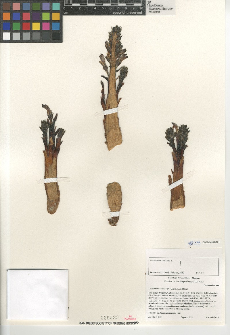 Desert Broomrape photo 4