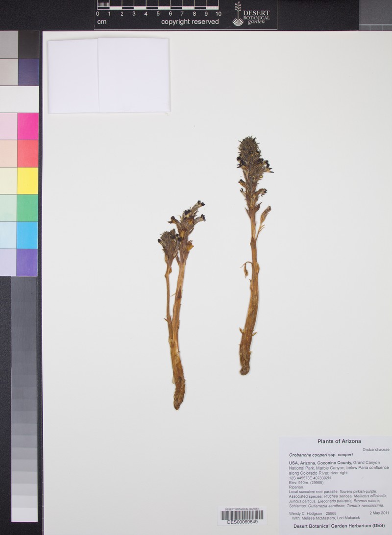 Desert Broomrape photo 5