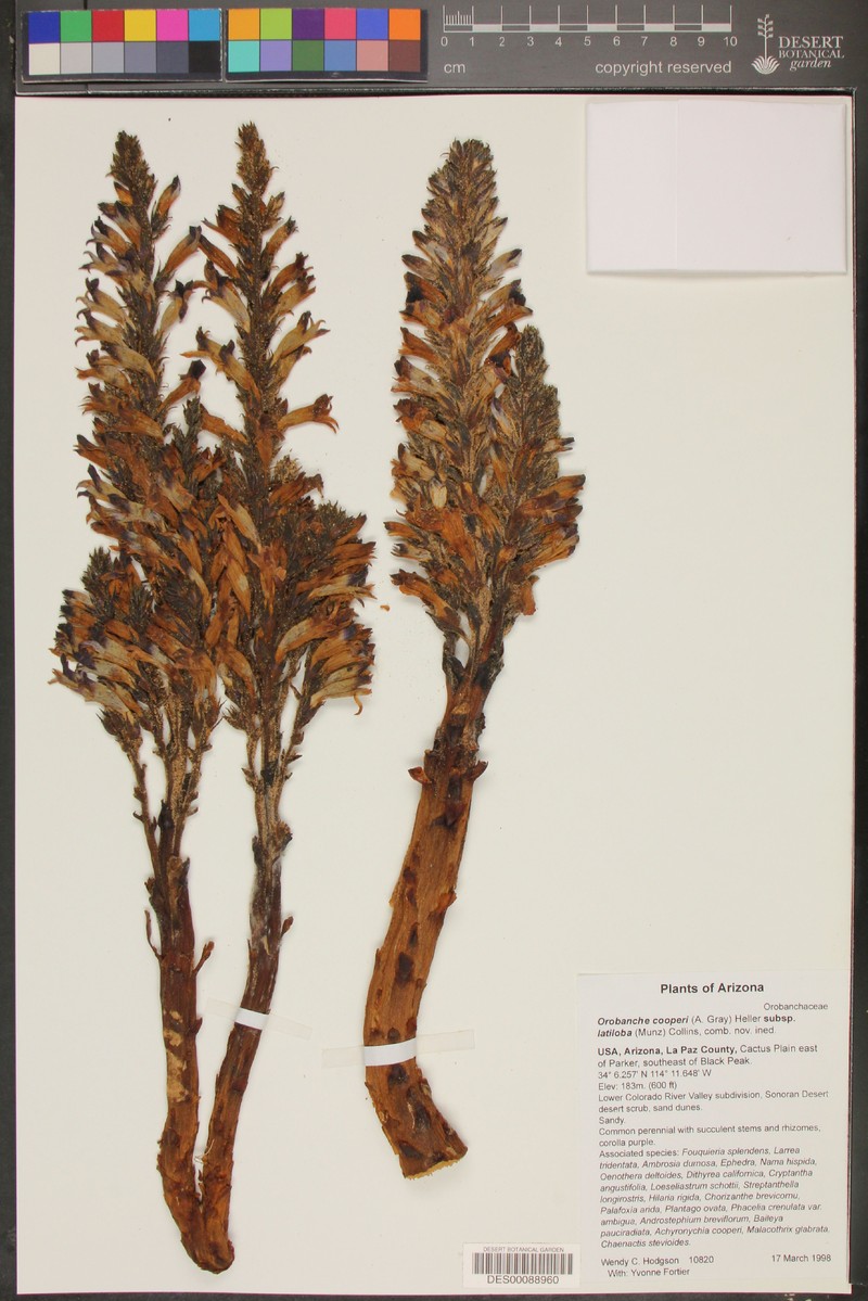 Spiked Broomrape
