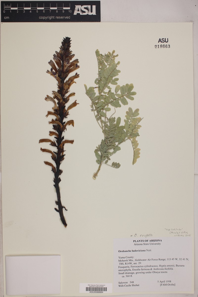 Spiked Broomrape photo 2