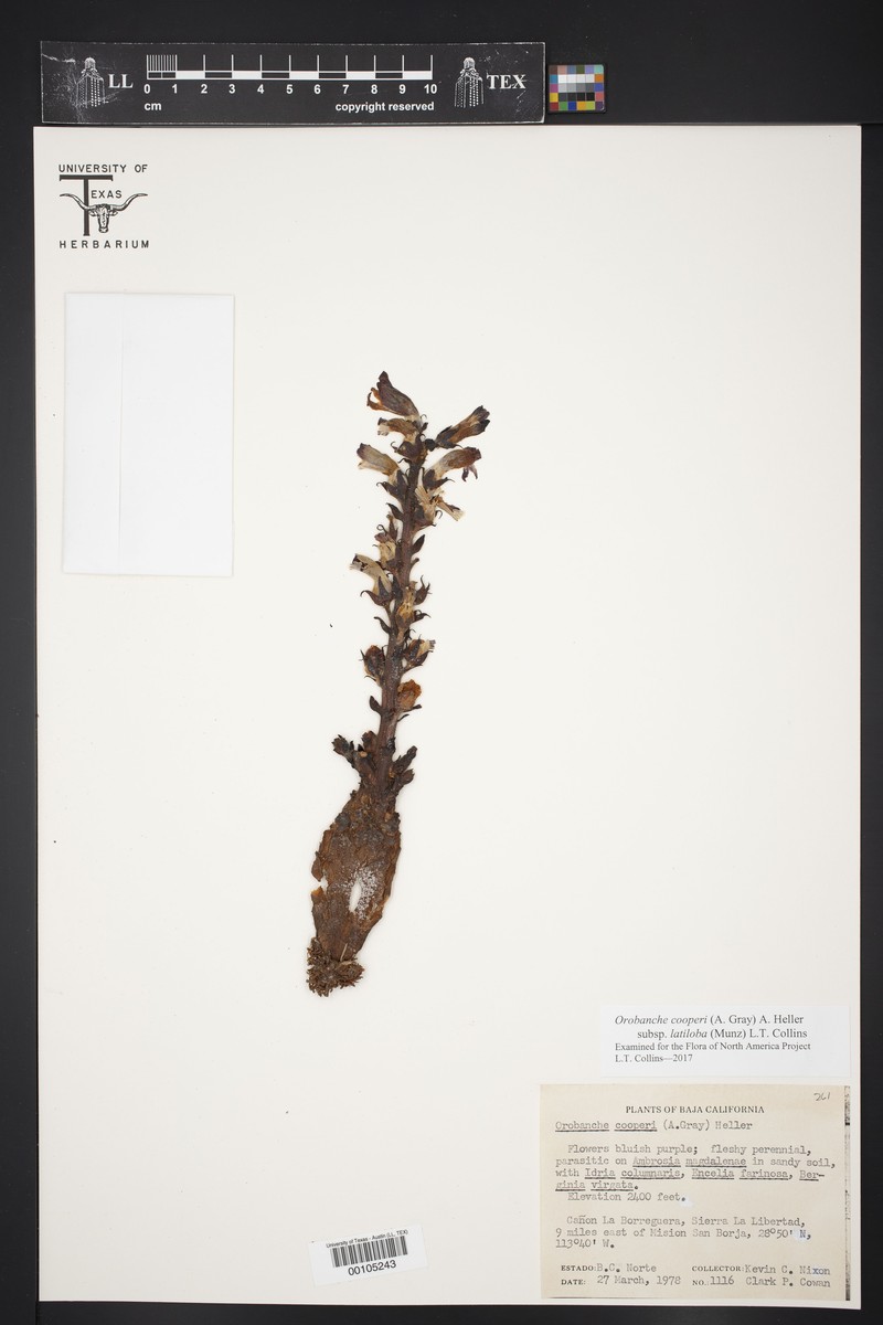Spiked Broomrape photo 3