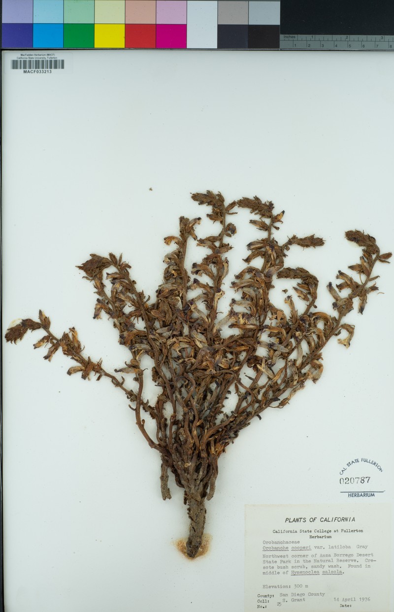 Spiked Broomrape photo 4