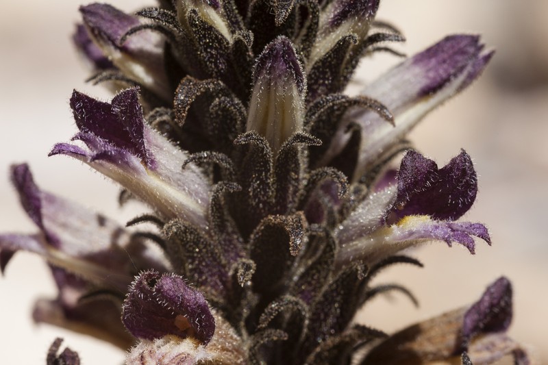 Orobanche cooperi subsp. palmeri