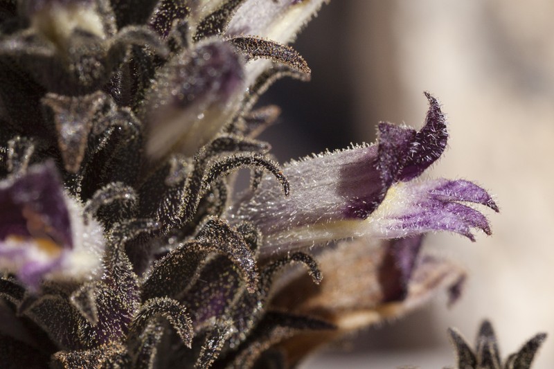 Orobanche cooperi subsp. palmeri photo 4