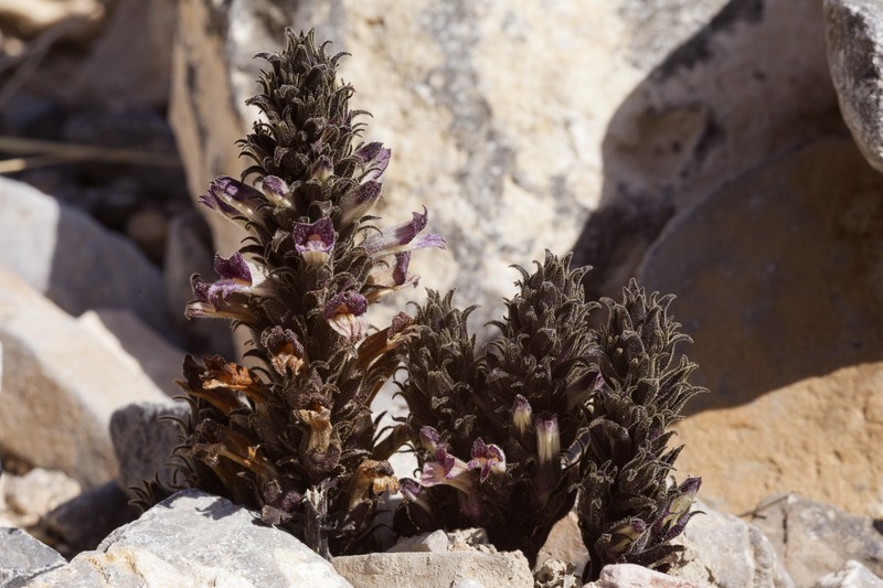 Orobanche cooperi subsp. palmeri photo 5