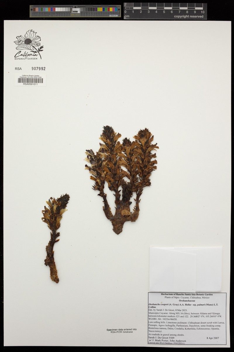 Orobanche cooperi subsp. palmeri