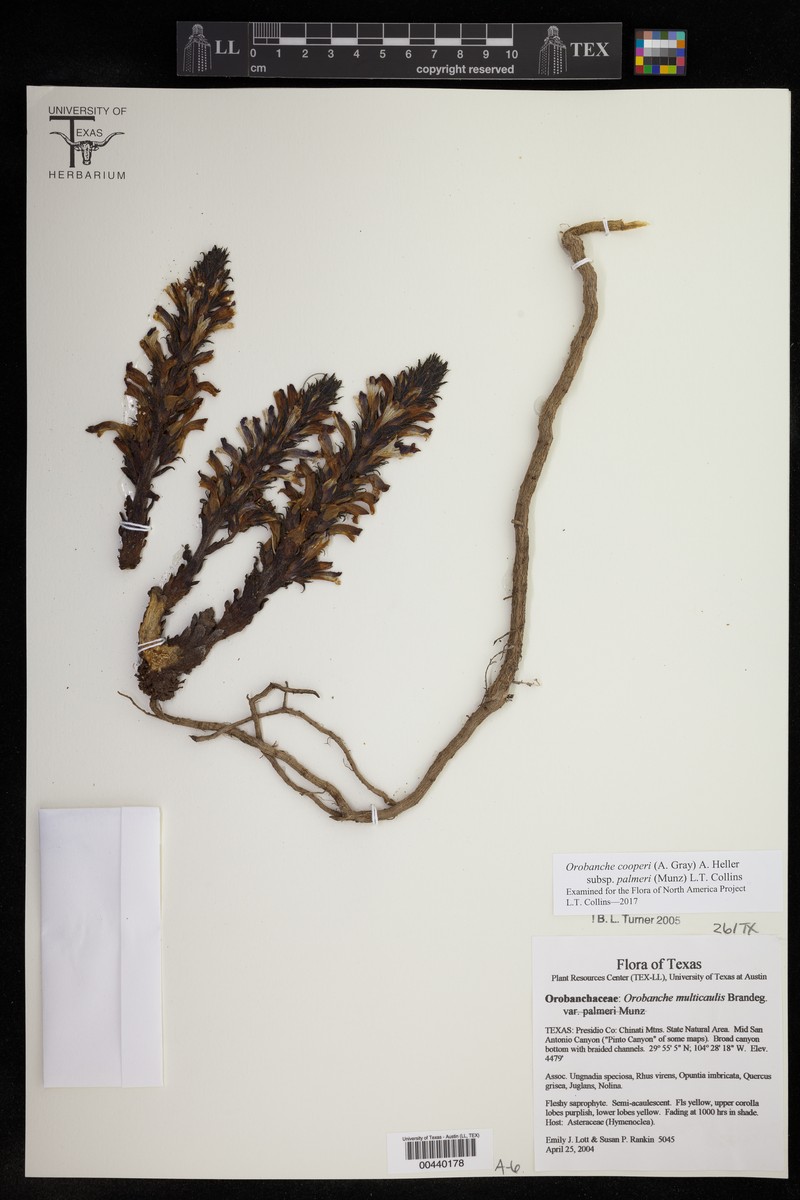 Orobanche cooperi subsp. palmeri photo 2