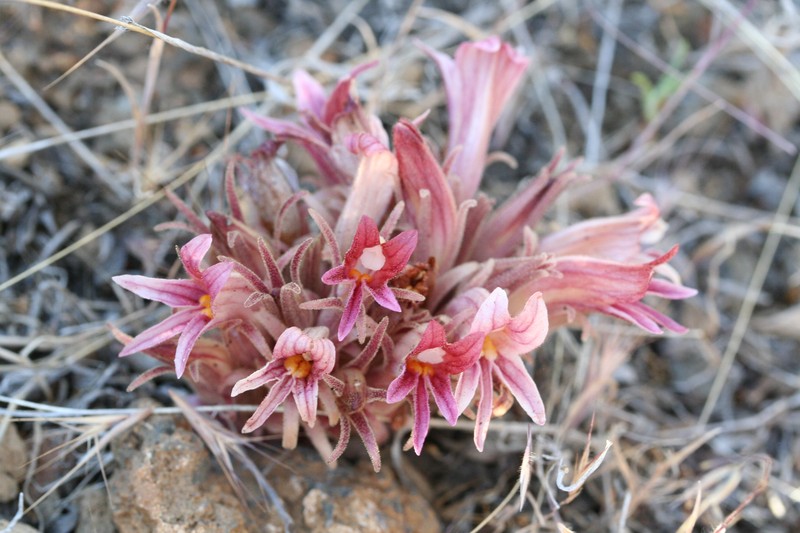Flat-Top Broomrape photo 2