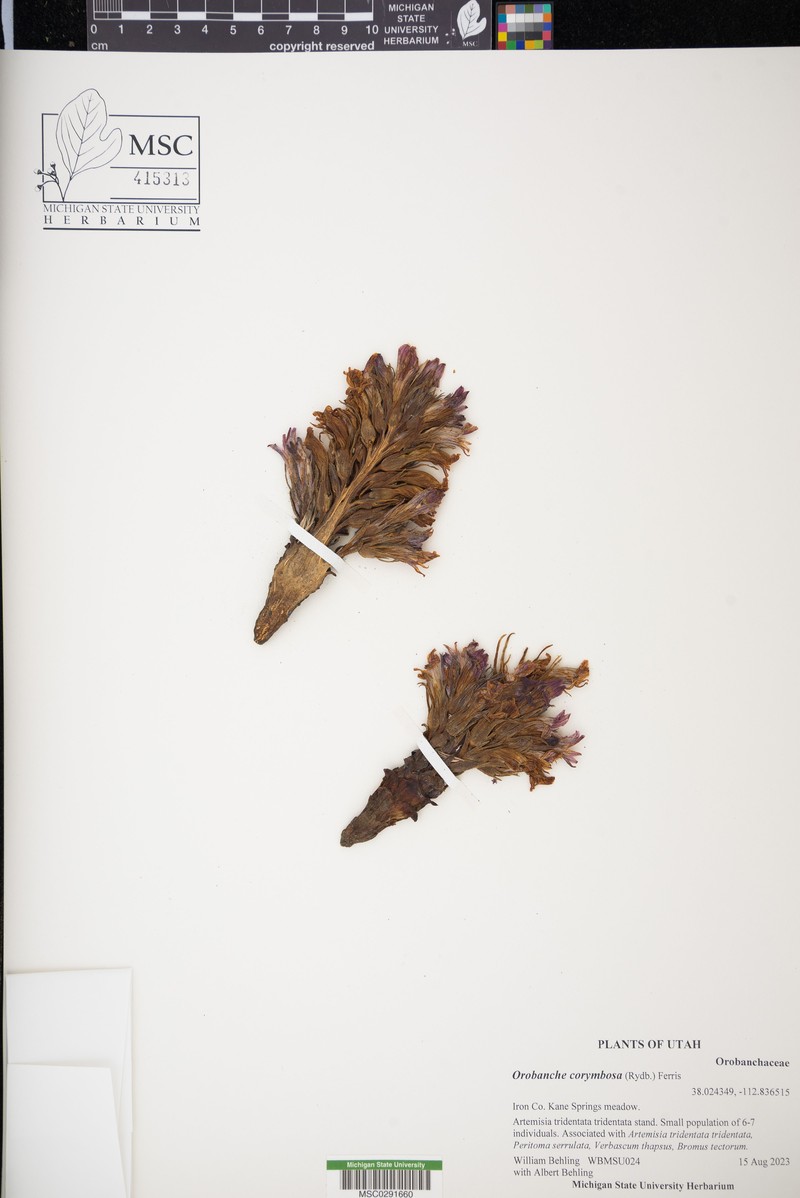 Flat-Top Broomrape photo 3