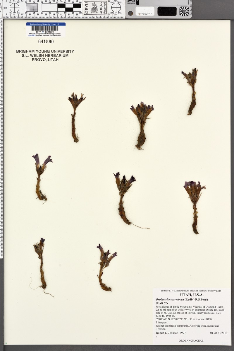 Flat-Top Broomrape photo 4