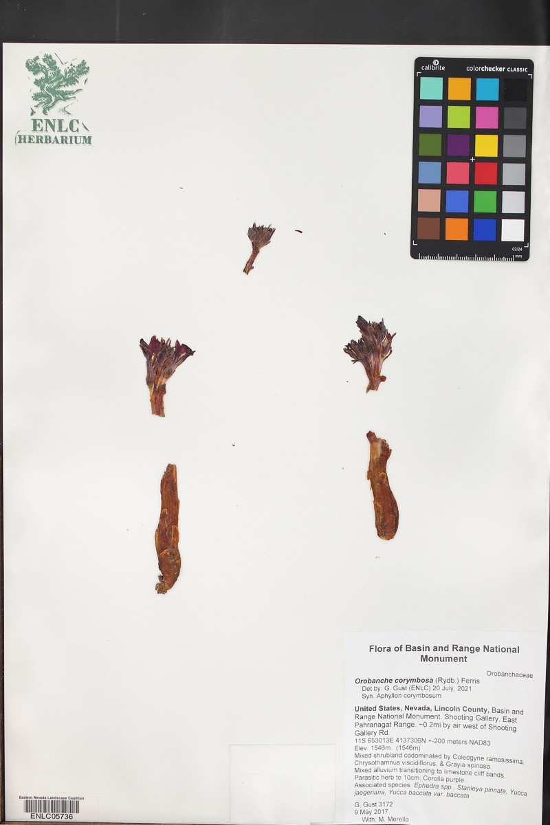 Flat-Top Broomrape photo 5